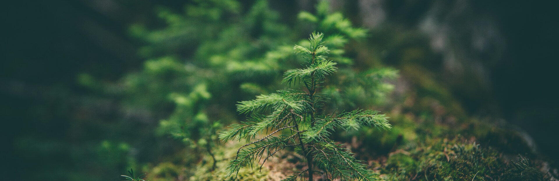 belonging to inner and outer nature evergreen sapling and moss