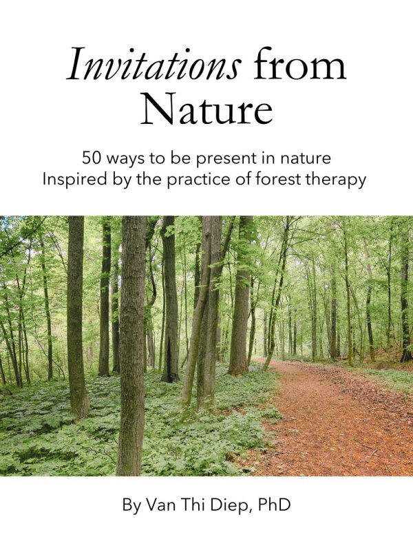 image for the cover of card deck showing a forest path