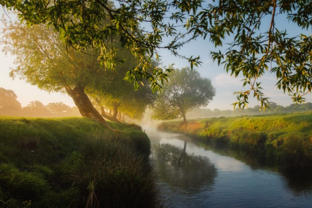 stream beside trees in morning light