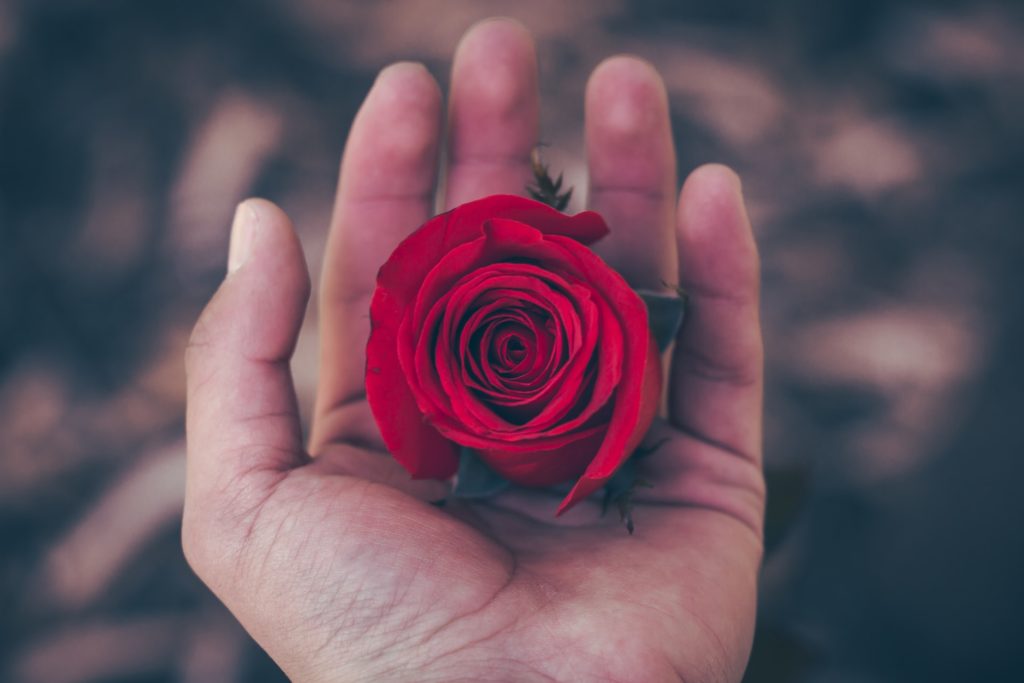 hand holding a red rose