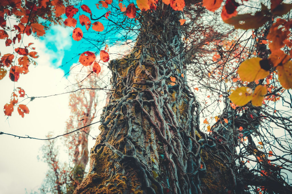 large tree with red leaves and moss and vines growing on trunk 