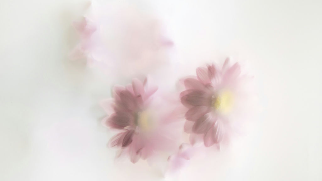 blurry pink flowers behind a translucent screen